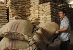 Gobierno anuncia $100 mil millones en apoyos directos al precio interno de café