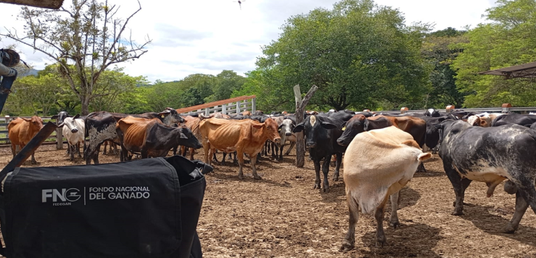 FEDEGÁN-FNG vacuna según lineamientos del ICA y reitera compromiso sanitario del país