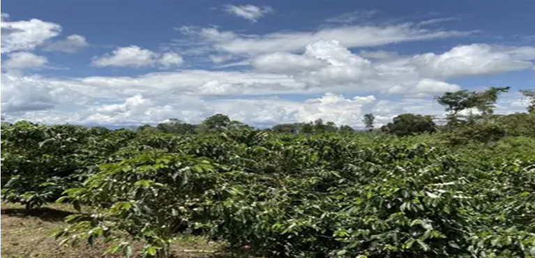 Inversión millonaria para mejorar suelos cafeteros en el Huila