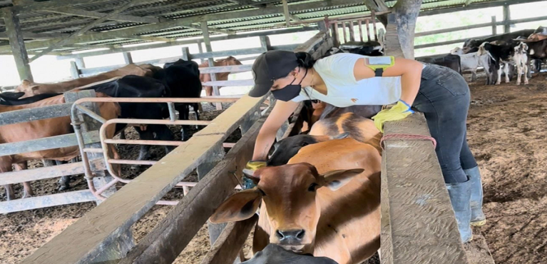 FEDEGÁN e ICA alcanzan récord histórico en vacunación contra la fiebre aftosa: 99,5 % de cobertura nacional