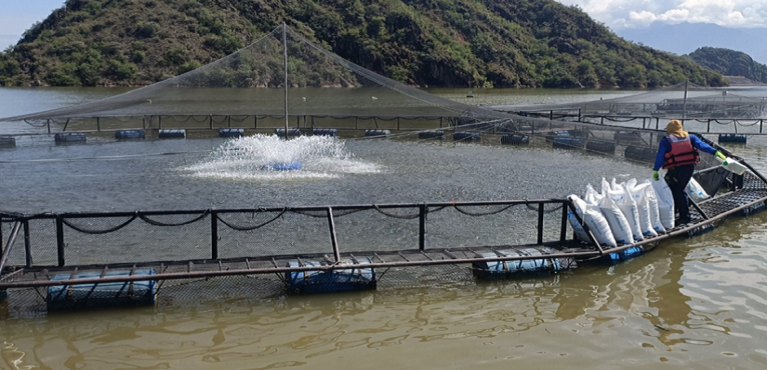 Sector piscícola del Huila define protocolos técnicos frente al impacto del fenómeno de El Niño