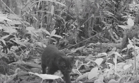 Primer registro de felino melánico en el Huila