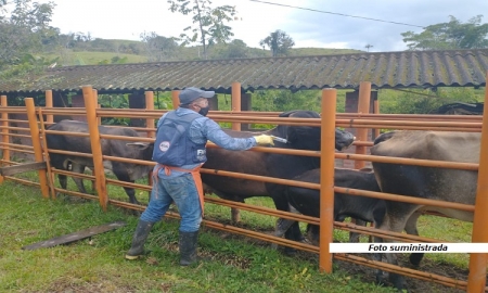 Ciclo II contra Aftosa avanza satisfactoriamente y se han vacunado 14,4 millones de bovinos