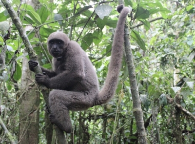 Liberados monos Churucos en el Parque Natural Regional Corredor Biológico Guácharos-Puracé