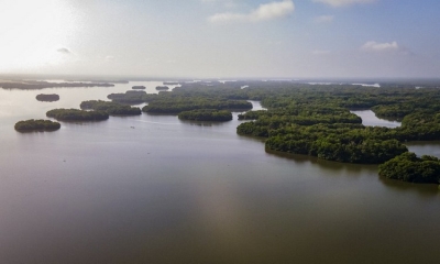 Recuperación de 39.699 hectáreas de bosques de mangle en la Ciénaga Grande de Santa Marta