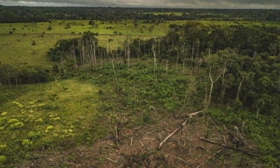 DEFORESTACIÓN EN COLOMBIA