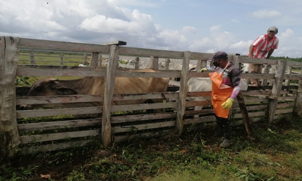 Ciclo contra aftosa marcha exitosamente y ha vacunado 2,8 millones de bovinos
