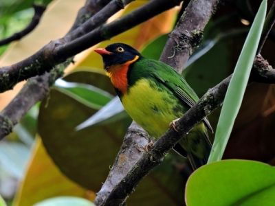Colombia, número uno en avistamiento de aves en el Global Big Day