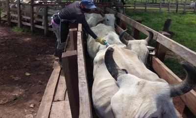 Colombia ha vacunado contra aftosa 26,3 millones de bovinos y bufalinos