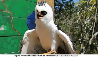 En zona rural de Palestina rescatan herida un Aguila