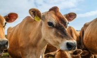 Desfinanciar la ganadería intensiva: ¿una respuesta al cambio climático?