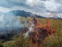 Incendios forestales han afectado 490 hectáreas de cobertura vegetal