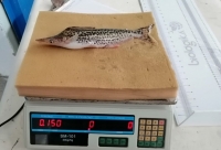 Estandarización de la reproducción del pez Doncella en  Estación Piscícola del Alto Magdalena