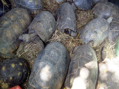 Animales silvestres recuperados en el Huila liberados en Caquetá y Putumayo