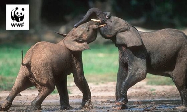 El elefante de bosque al borde de la extinción