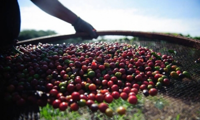 LA PRODUCCIÓN DE CAFÉ EN COLOMBIA CAYÓ 10% EN MARZO