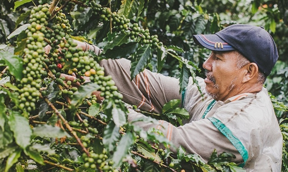 EL HUILA, PRIMER LUGAR EN PRODUCCIÓN DE CAFÉ EN COLOMBIA