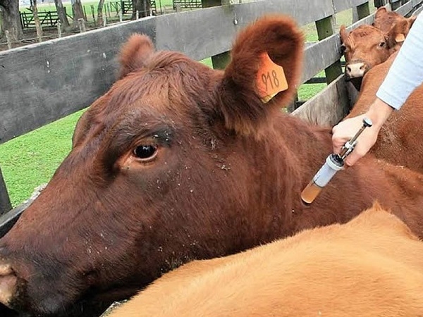Ciclo ha vacunado contra fiebre aftosa el 58,5 % del hato bovino y bufalino del país
