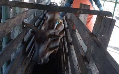 Ciclo I inmunizó contra la fiebre aftosa 27,9 millones de bovinos y bufalinos en el país
