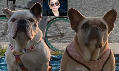Una mujer halló los perros robados a Lady Gaga