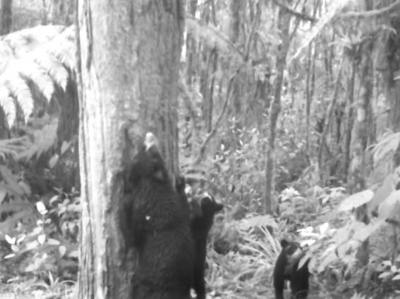 Detectan familia de oso de anteojos en selvas de San Agustín, sur del Huila